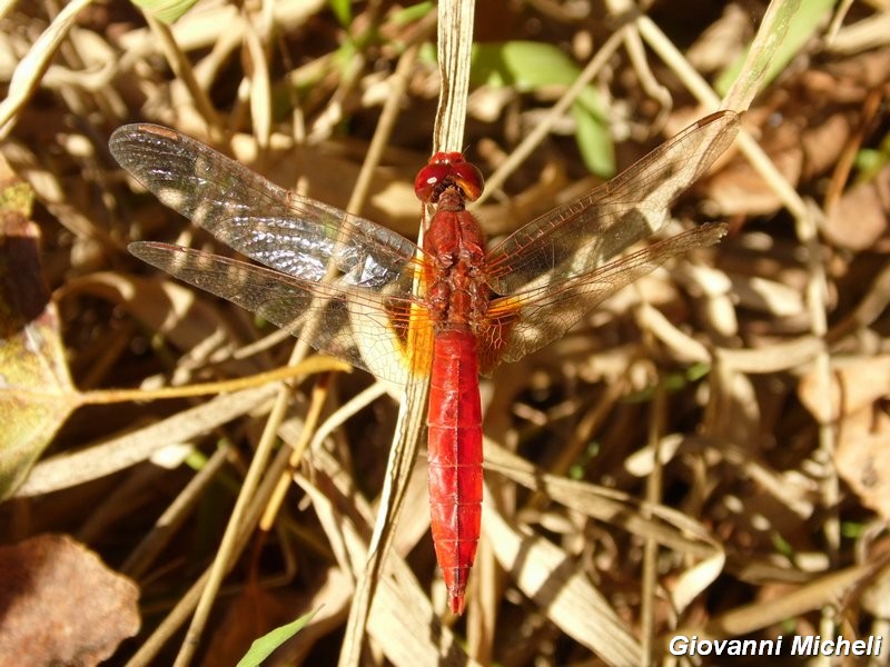 Serie di Libellulidae del Parco del Ticino